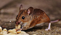 Find Exterminators in Chesapeake City County